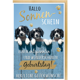 SUSY card Geburtstagskarte - humor "Mischlingshunde"